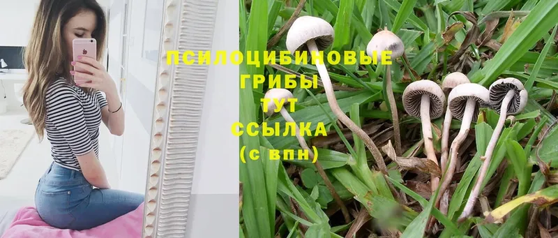 где продают   Шадринск  Псилоцибиновые грибы Cubensis 